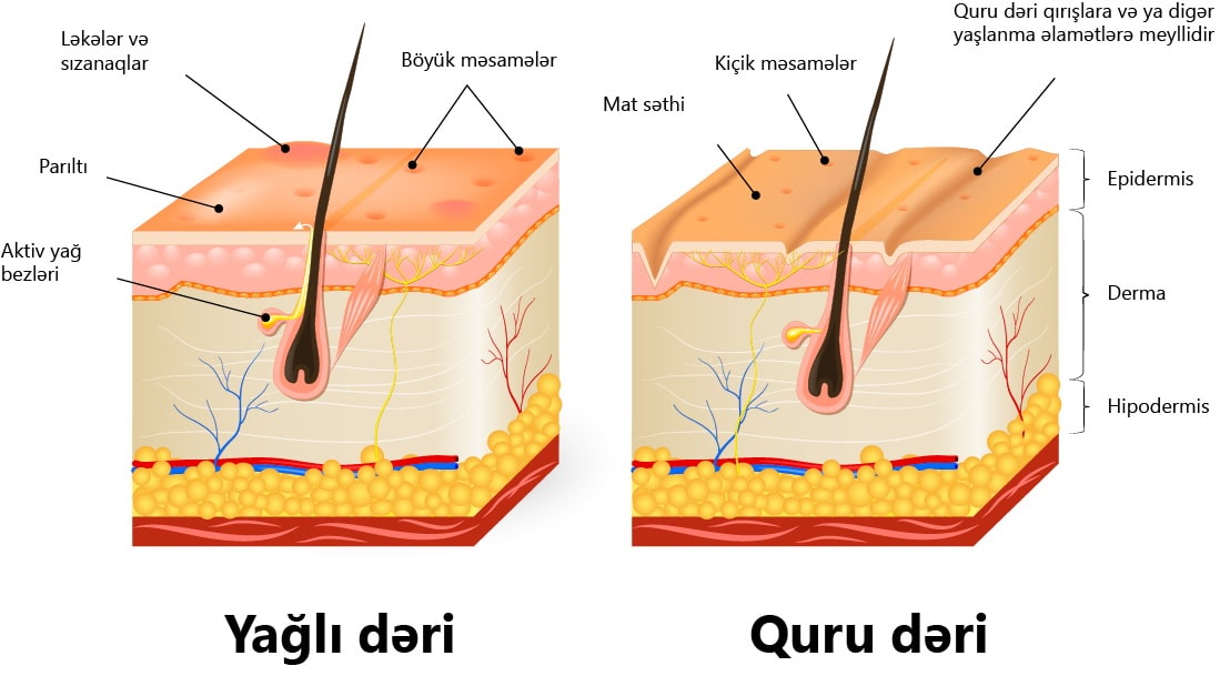 Quru və yağlı dəri